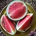 Certified Organic Sugar Baby Watermelon Seeds (~75): Non-GMO, Open-Pollinated, Heirloom Seed Packet