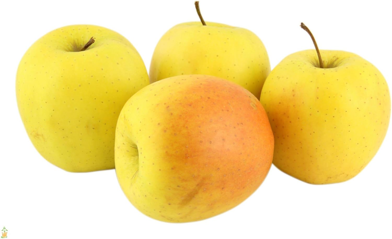 Jagsfresh Golden Apple 1kg 6 Pieces Amazon In Grocery Gourmet Foods