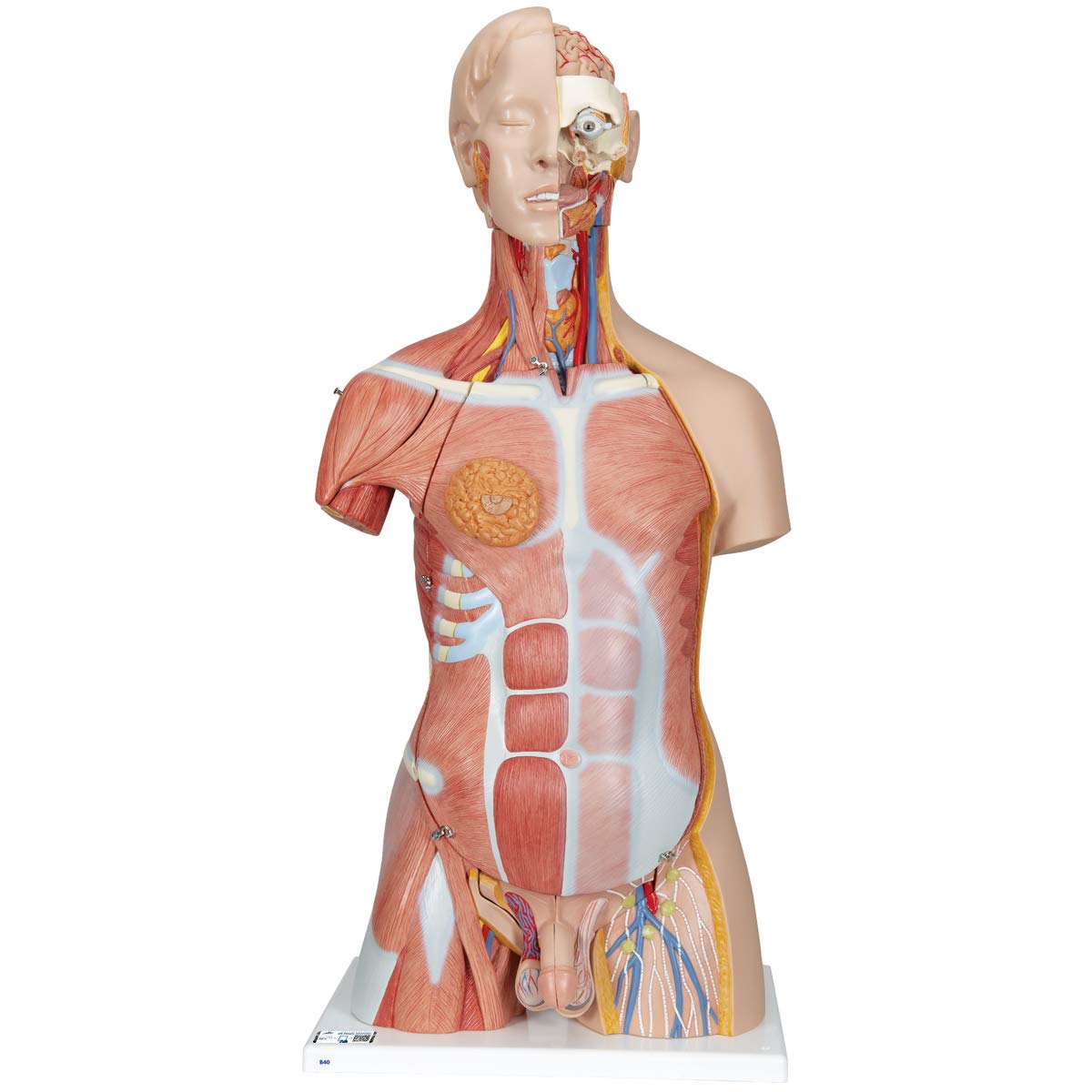 3B Scientific Deluxe Dual Sex Muscle Torso 31 Part + free anatomy software - 3B Smart Anatomy B40