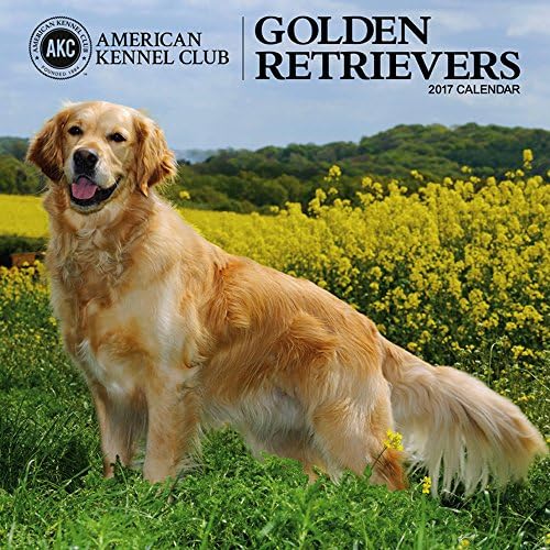 American Kennel Club Golden Retrievers 2017 Wall Calendar Calendar โ Wall Calendar, August 1, 2016