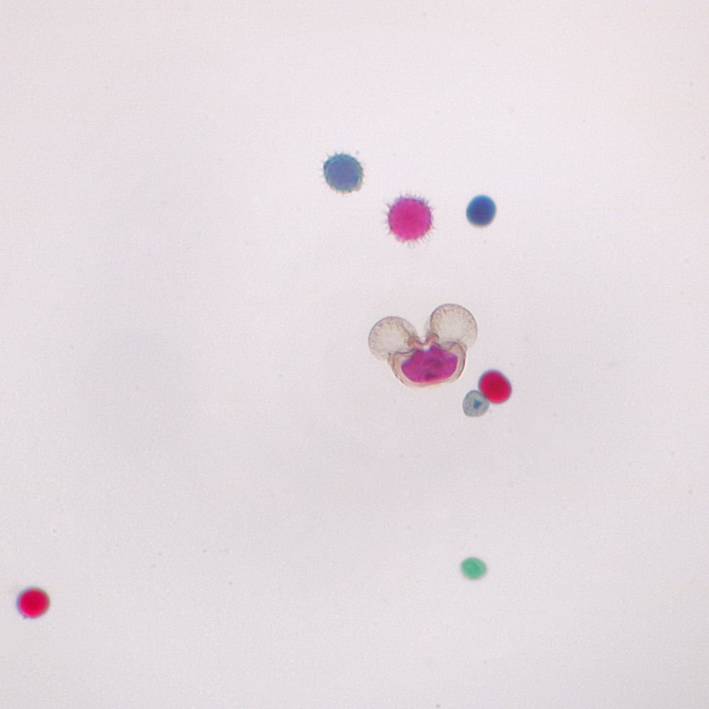 Structure Of Pollen Grain Under Microscope Micropedia
