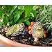 Top Collection Miniature Fairy Garden & Terrarium Hedgehog Food Coma from Eating Apples Statue, Small