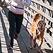 The Buddy System Hands Free Dog Leash, Adjustable Leash for Running, Jogging, Training and Service Dogs, Great for Small, Medium and Large Dogs, Made in USA (Purple, Large Belt (27