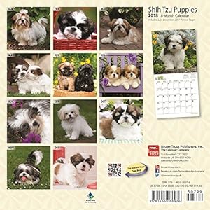 Shih Tzu Puppies 2018 7 x 7 Inch Monthly Mini Wall Calendar, Animal Small Dog Breed Puppies
