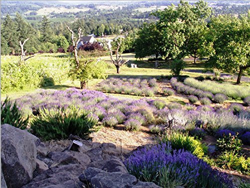 image for Victoria's Lavender Room Spray All-Natural Home Fragrance 100% Pure Es