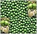 50 x HARDY KIWI Actinidia arguta SEEDS - fruit contains up to 5 times the vitamin C content of blackcurrants - VERY COLD HARDY To Zone 4 - By MySeeds.Co
