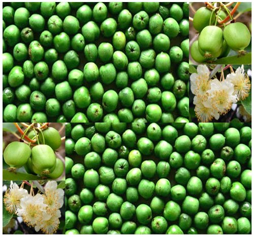 50 x HARDY KIWI Actinidia arguta SEEDS - fruit contains up to 5 times the vitamin C content of blackcurrants - VERY COLD HARDY To Zone 4 - By MySeeds.Co 50 x HARDY KIWI Actinidia arguta SEEDS - fruit contains up to 5 times the vitamin C content of blackcurrants - VERY COLD HARDY To Zone 4 - By MySeeds.Co