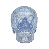 3B Scientific Classic Skull