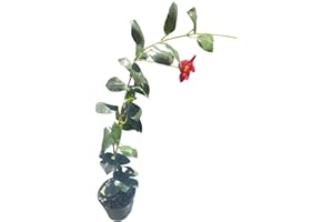 9GREENBOX Mandevilla Dipladenia 'Red Riding Hood' ~ Perennial Flowering Vine