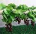 Meiliy 8 Ft Artificial Greenery Chain Grape Ivy Leaves + Artificial Grapes Vine Foliage Simulation Flowers Plants for Home Room Garden Wedding Garland Outside Decoration