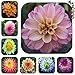 Dahlia bulbs Mix,dahlia flower not dahlia seeds bonsai flower bulbs,Symbolizes courage and lucky,home garden plant 10 bulbs