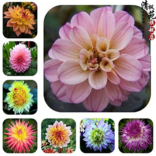 Dahlia bulbs Mix,dahlia flower not dahlia seeds bonsai flower bulbs,Symbolizes courage and lucky,home garden plant 10 bulbs