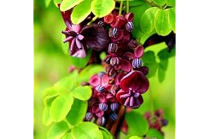 CZ GRAIN 20 Chocolate Vine Seeds for Planting - Akebia quinata, Five Leaf Vine - Ships from Iowa, USA