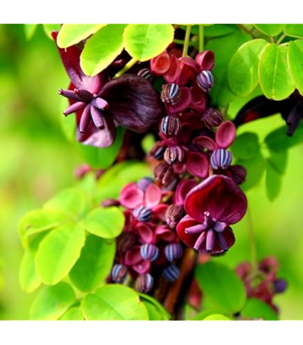 アケビのす Amazon.com : Akebia Quinata Plant Live, Akebia Chocolate Vine