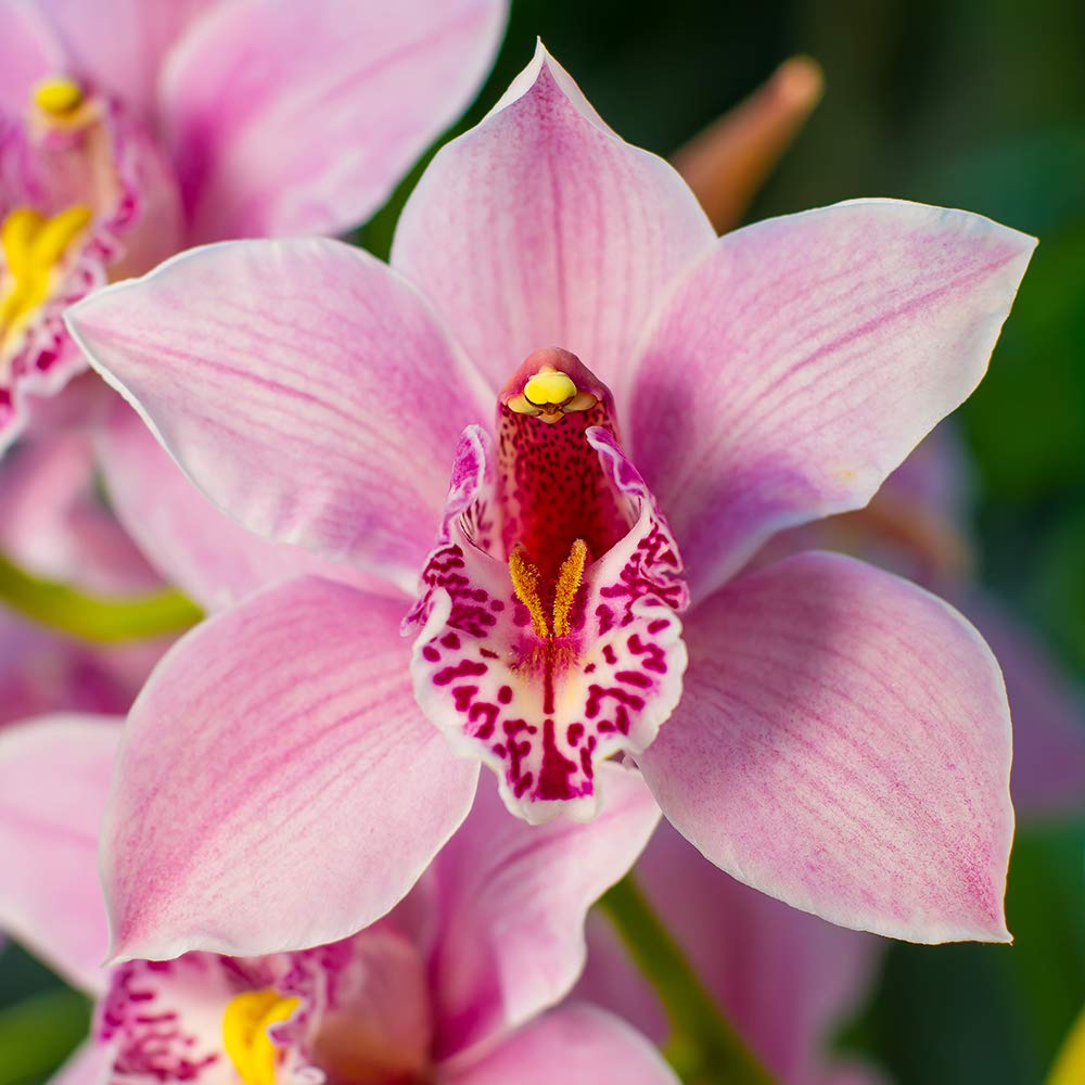 Garden & Outdoors Cymbidium Orchid Pink in 12cm Pot, 50-60cm Tall Orchids