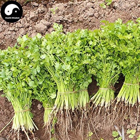 Amazon Co Jp 発芽seeds 0脚 購入コリアンダー種子植物スパイス野菜パセリcoriandrumマメ ホーム キッチン