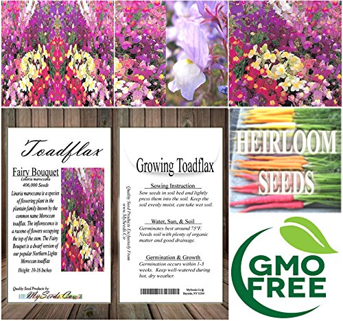 6 BIG+PACK+SNAPDRAGON+maroccana+MySeeds+Co