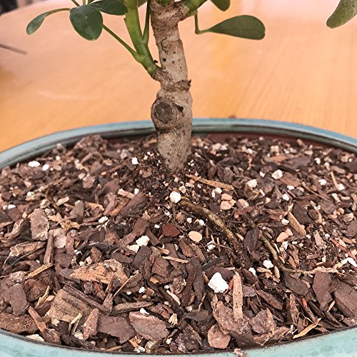 Bonsai Tree Soil All Purpose Blend Two Quarts TinyrootsBrand 100 Organic All Natural Great