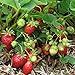 Albion Strawberry Plants - 20 Bare Root Fall Shipping * Super Sweet Everbearing Strawberries * Day Neutral Strawberry Ideal For Planting Or Hydroponics * Grown Organic Non-GMO