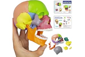 HADWYN 15-Parts Puzzle Anatomy Skull Model,Colorful Medical Brain Model,Human Anatomy Exploded Skull Detachable Medical Dental Clinic Teaching Equipment,with Detailed Manual