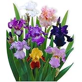 Easy to Grow Bearded Iris Califlora 'Colorful Mix' Plant Bulbs (3 Pack) - Mixed Color Flowering Blooms in Spring & Fall Garde
