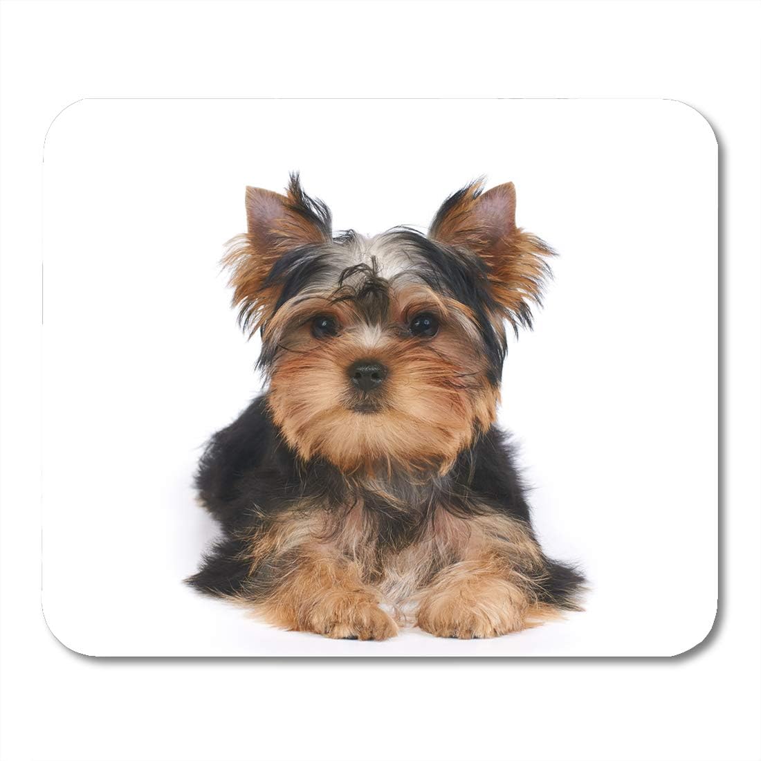 yorkie puppy accessories