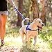 EzyDog ZERO SHOCK Leash - Best Shock Absorbing Dog Leash, Control & Training Lead (25