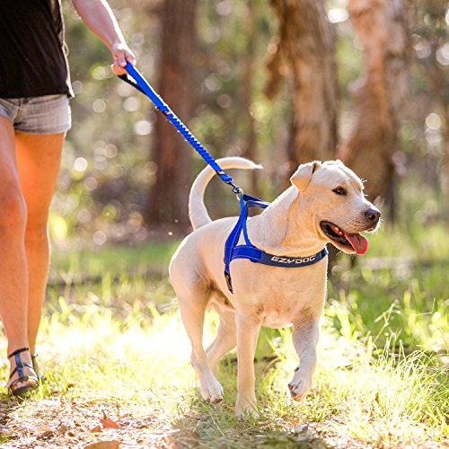 image for EzyDog Zero Shock Leash - Best Shock Absorbing Bungee Dog Leash & Trai