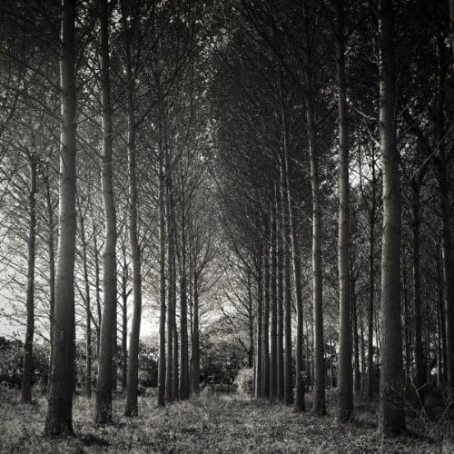 Paul Cooklin: Wicham Skeith, Suffolk, 2009 - Catalogue no.:4868