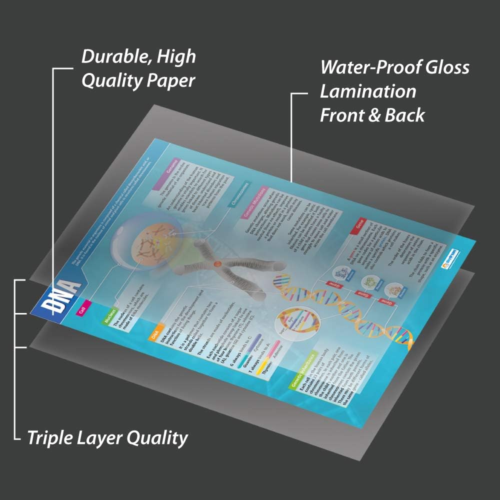 Daydream Education DNA, Laminated, 85L x 59.4W cm - Image 4