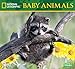 National Geographic Baby Animals 2019 Wall Calendar by 
