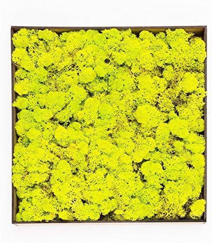 The Urban Botanist Reindeer Moss Wooden Frame Wall Garden (Light green)