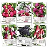 Seed Needs Multicolor Radish Seed Packet Collection (6 Individual Packets) Non-GMO Seeds