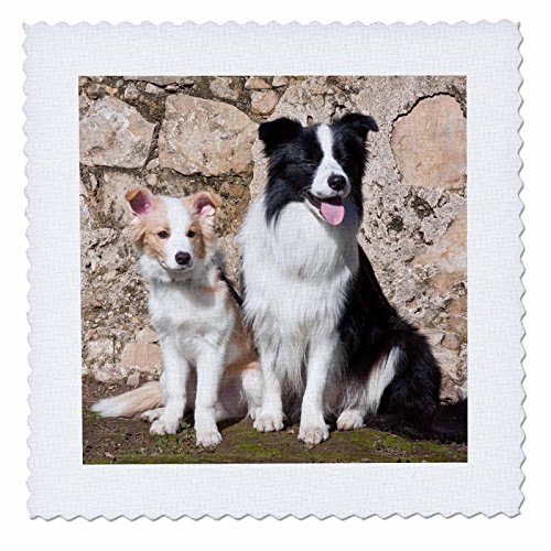 3dRose qs_88788_1 An adult Border Collie Dog - US05 ZMU0099 - Zandria Muench Beraldo - Quilt Square, 10 by 10-Inch