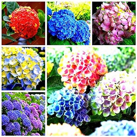 Amazon Co Jp pcs Bag赤い紫陽花盆栽混合された紫陽花赤い花の盆栽中国紫陽花鉢植えの家庭 庭 Mix ホーム キッチン