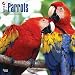 Parrots 2016 Wall Calendar