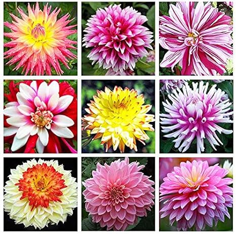 Amazon Co Jp 推進100個の種子ブルーダリア種子美しい庭園ダリアピンナータ盆栽植物の花の種子多年生 ブラック ホーム キッチン