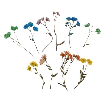 Sharplace 10er Set Trockene Blume Getrocknet Blüten für Nagelkunstdekor Kartenherstellung Scrapbooking DIY Basteln Handwerk -