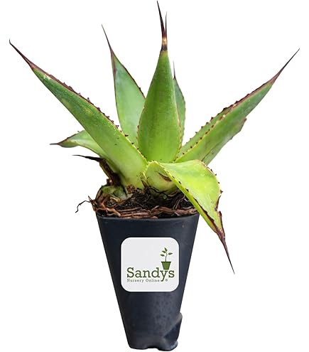 Amazon.com : 5 Very Amazing Agave Tequilana Especial Ofert Live Plants :  Patio, Lawn & Garden