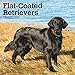 Flat Coated Retrievers 2020 12 x 12 Inch Monthly Square Wall Calendar, Animals Dog Breeds Retrievers by 