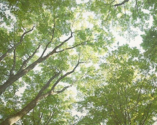 Tree Photograph, Green Nature Picture, 8x8 to 40x60 inches, Photographic or Watercolor Print