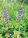 The Dirty Gardener Lupinus Perennis Blue Lupine Wildflowers - 0.5 Pound