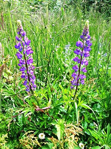 The Dirty Gardener Lupinus Perennis Blue Lupine Wildflowers - 0.5 Pound The Dirty Gardener Lupinus Perennis Blue Lupine Wildflowers - 0.5 Pound