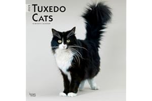 Tuxedo Cats | 2025 12 x 24 Inch Monthly Square Wall Calendar | BrownTrout | Animals Kittens Feline