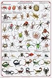 (24 x 36) Arachnida Poster - Spiders, Scorpions, Ticks and More