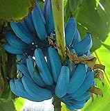 Generic Blue Java Banana Tree - Ice Cream Banana