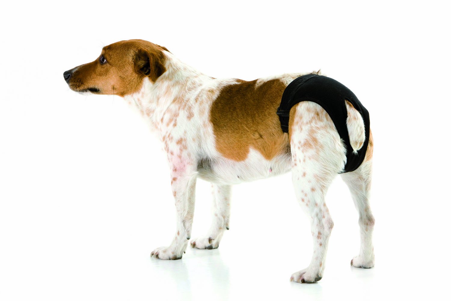 Savic Doggli Hygienic Dog Slip Black Size 1