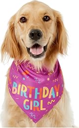 Pejlnd Dog Birthday Bandana Pink 79x32cm Large 5-25kg Birthday Party Scarf view 4