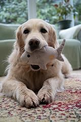 Petface Seriously Strong Rubberoid Shark Plush Dog Toy Built-In Squeaker Durable view 5