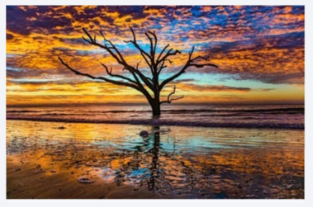 HCYEFG Jigsaws 1000 Pieces Puzzle Boneyard Botany Bay Plantation in Editso Island South Carolina DIY Art for Grown Ups Adults
